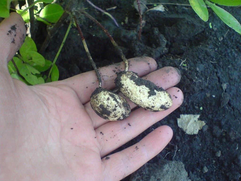 Выращивание арахиса самостоятельно