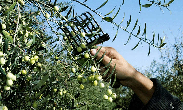 Сбор урожая оливок