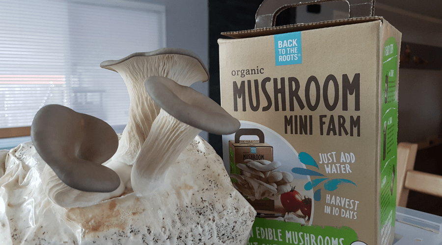 back to roots mushroom growing kit mini farm