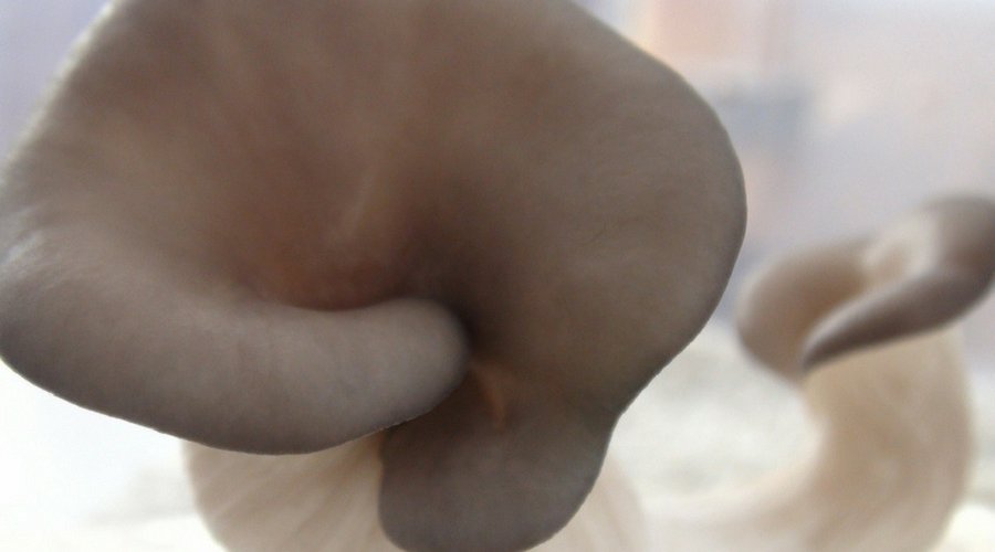 close up of pearl oyster mushrooms