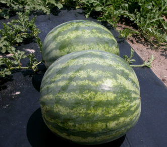 Black plastic in the field gives watermelons an early start to growth. 