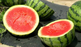 Seedless watermelons must be inter-planted with seeded varieties for adequate pollination.