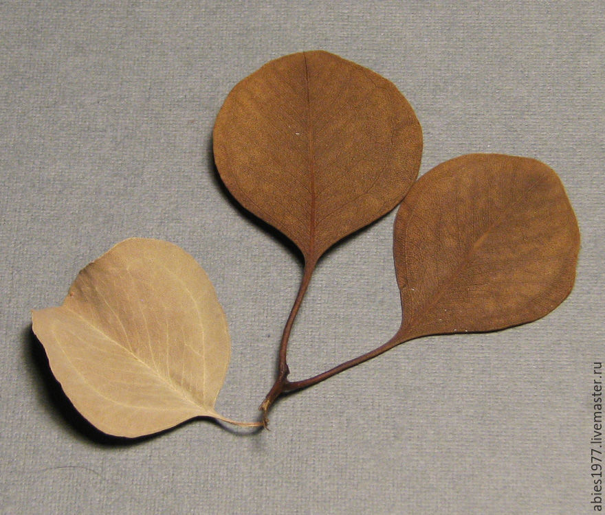 Как быстро законсервировать листья в глицерине, фото № 4