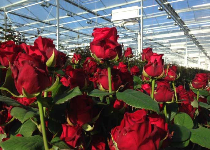 Теплица для выращивания роз должна быть прочной и устойчивой к колебаниям температур