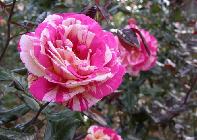 Розы радуют любителей цветов своей красотой в течение пары месяцев