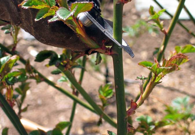 Обрезка побегов считается не менее важным мероприятием для ухода за розами в теплице