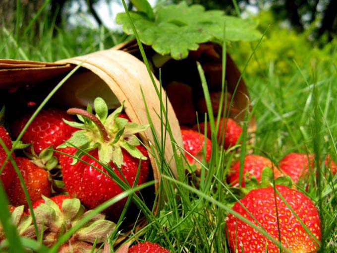 Сбор урожая земляники должен быть регулярным, нельзя позволять ягодам перезревать