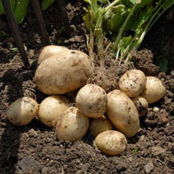 semennoi-kartofel5