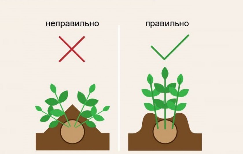 Правильное окучивание растений