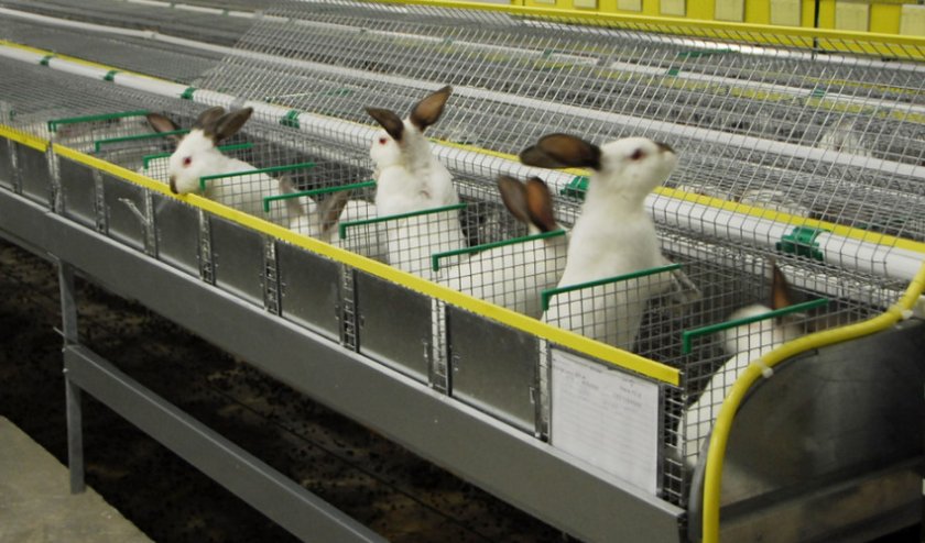 Мини-ферма для кроликов