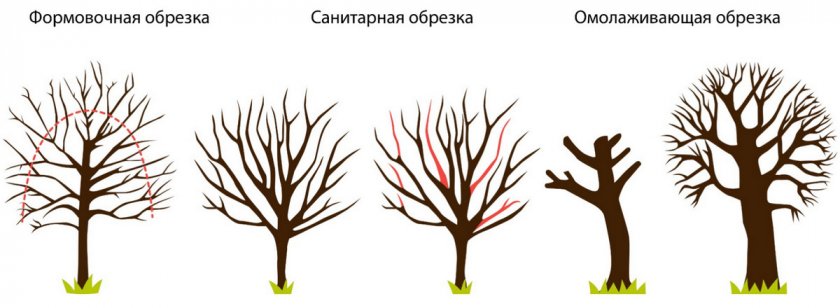Типы обрезки дерева