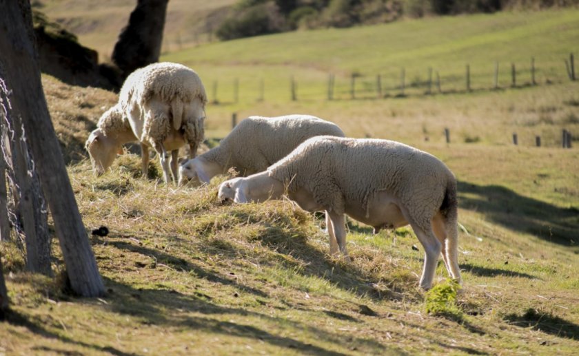 Овцы на пастбище