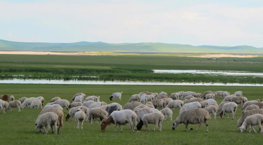 Суходольное пастбище для овец