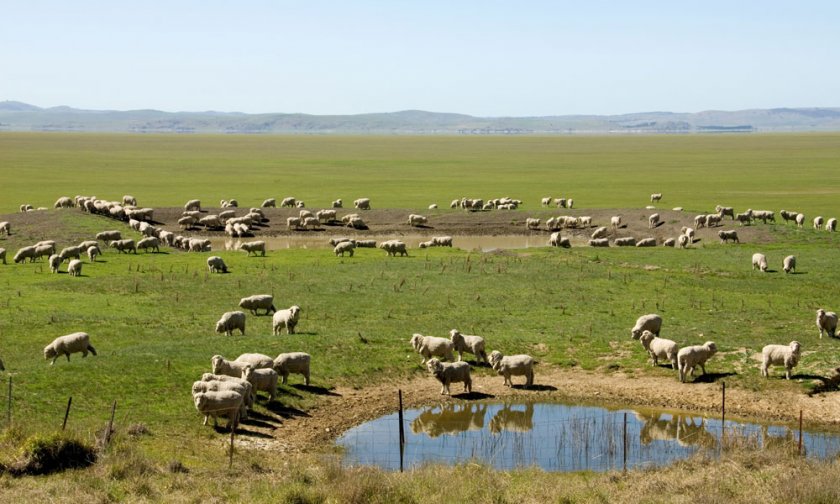 Организация водопоя для отары овец