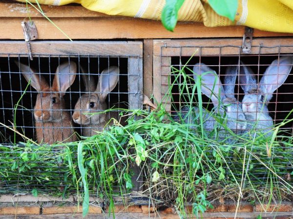 Строительство кроличьей фермы