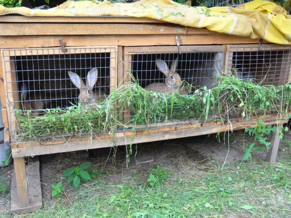 Фермеры предпочитают деревянные жилища для кроликов