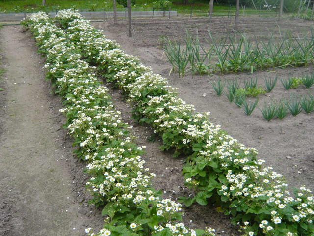 Два ряда садовой цветущей клубники