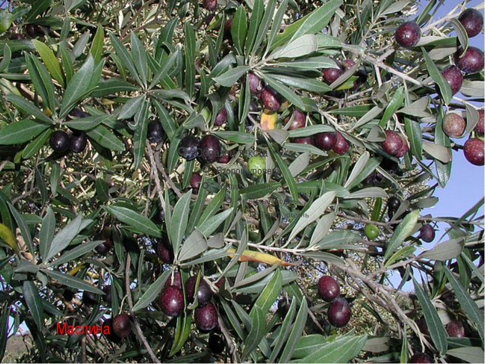 Серебряные кусты дикой маслины окруженные. Маслина дерево. Маслина во Франции. Дикая олива. Маслина, масличное дерево.