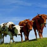 швицкая порода коров фото