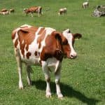симментальская порода коров цена