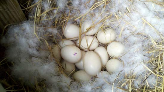 Яйца индоутки в гнезде