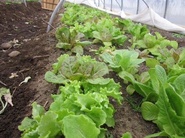 В теплице зимой можно выращивать любую зелень, включая кресс-салат, лук или петрушку 