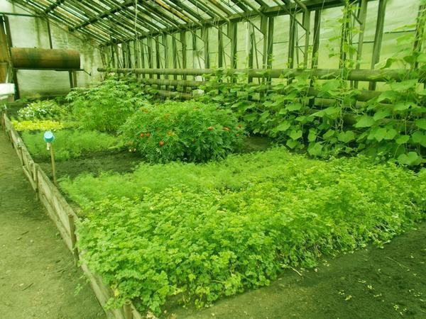 Зелень и овощи лучше всего выращивать в теплице, поскольку здесь можно создать для них идеальные условия 