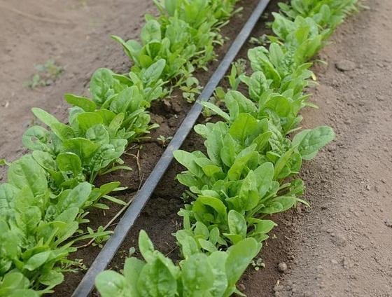Выращивание шпината в теплице должно проходить во влажной и питательной почве