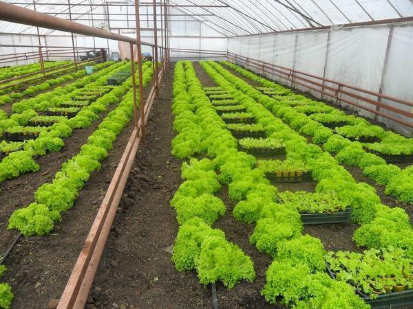 Получать богатый урожай зелени можно круглый год, если правильно обустроить теплицу и поддерживать в ней комфортный микроклимат 