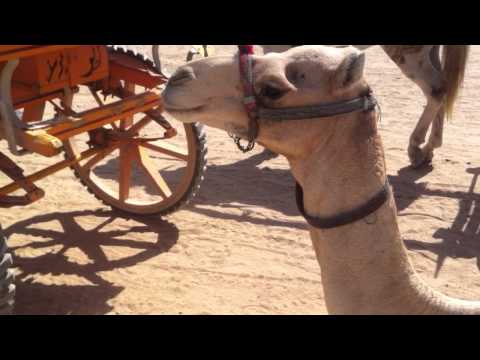 Как правильно сажать верблюда