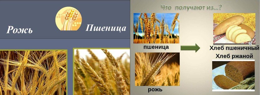Особенности ржи в сравнении с пшеницей