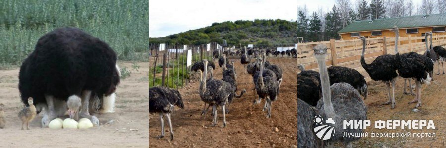 Африканские страусы содержание и уход