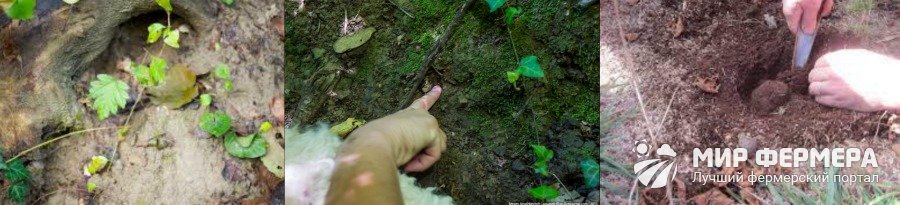 Как найти трюфель в лесу