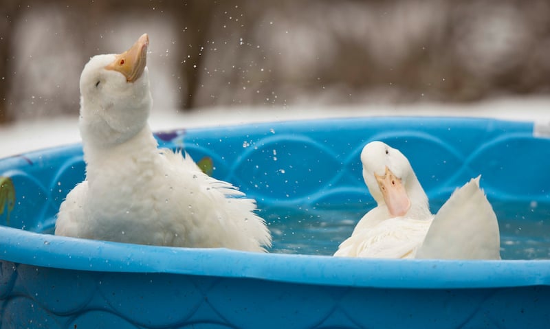 Pekin Duck recommended for raising ducks