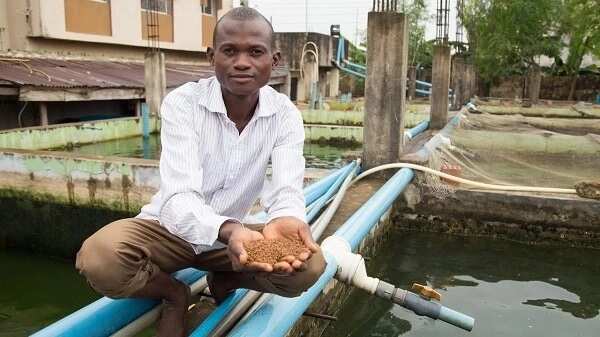 Comprehensive business plan for fish farming in 2018
