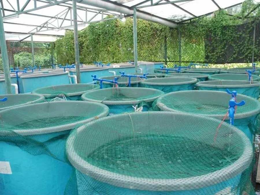 Fish farming business plan in Nigeria