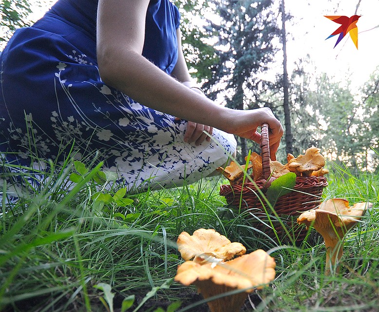 Лисички наши прадеды называли "еврейским грибом" и считали их кушаньем малопривлекательным. Фото: Олег РУКАВИЦЫН