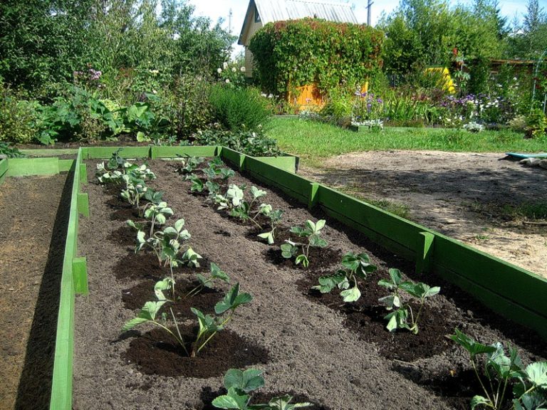 Агротехника выращивания клубники предполагает тщательную подготовку почвы под посадку этой культуры