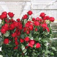 Розы в теплице: правила выращивания и ухода за “королевой цветов”