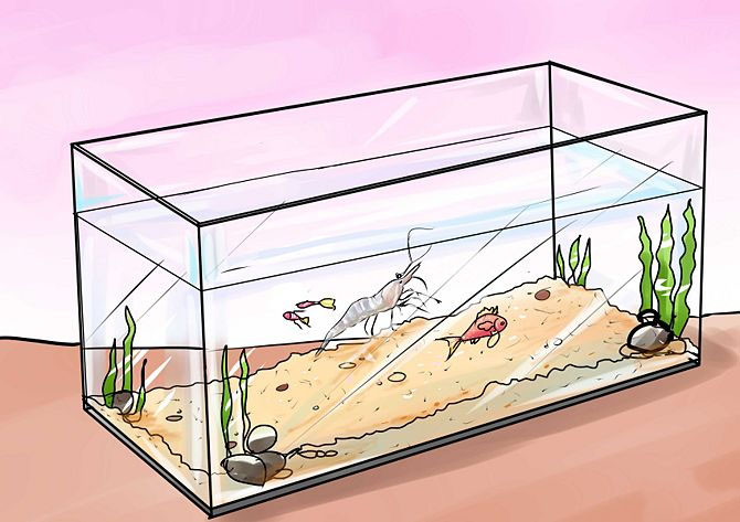содержание и уход за креветками в аквариуме