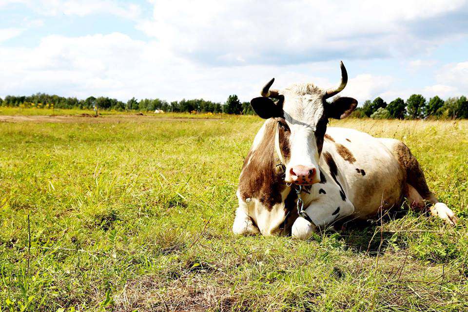 Фото: Главный резидент Фермы для жизни «Марк и Лев» корова Милка