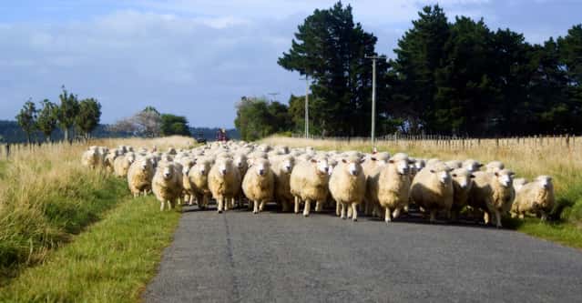 sheep farming business