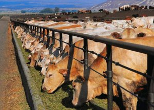 Кормление коров на ферме