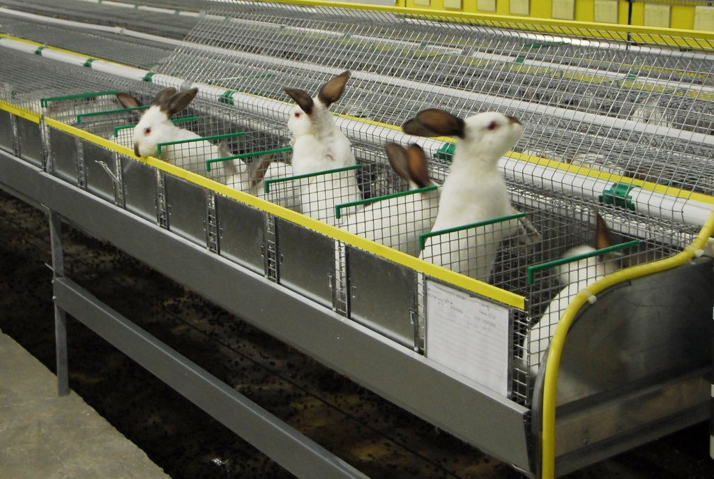 Промышленное разведение кроликов