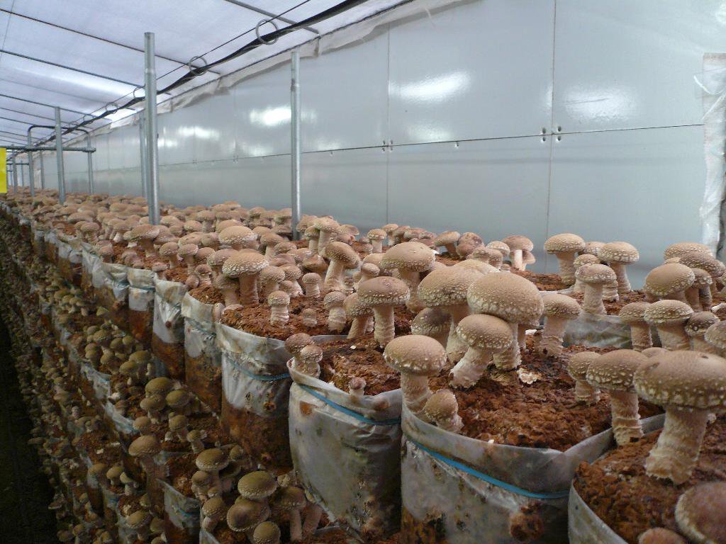 Погреб где выращивают грибы шиитаке