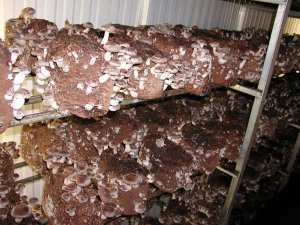 Выращивание грибов шиитаке в домашних условиях