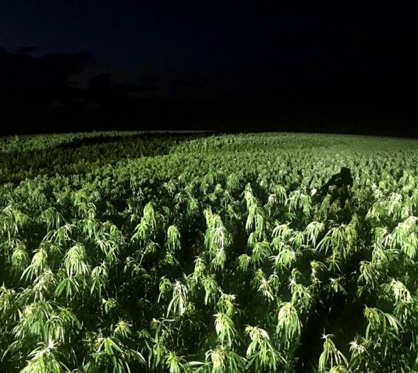 Конопля сатива семена какими удобрениями лучше для марихуаны